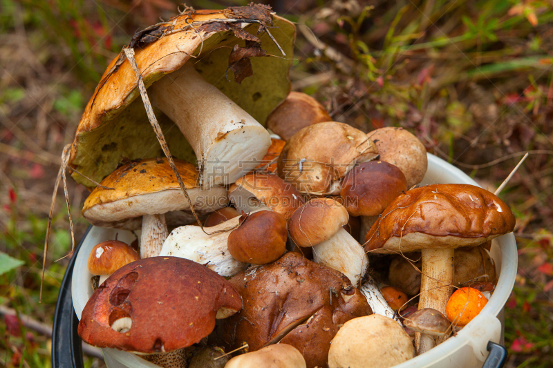 蘑菇,篮子,森林,食品,草菇,羊肚菌,牛肝菌,林务官,水平画幅,秋天