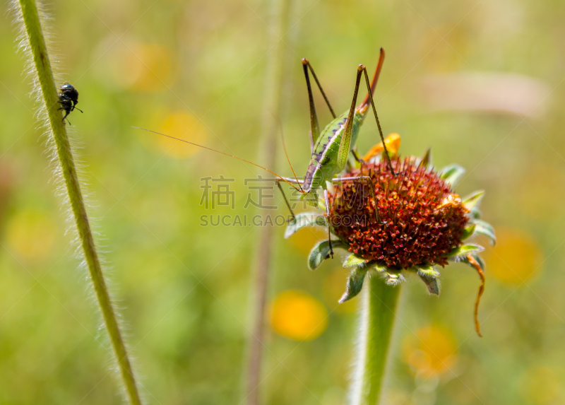 纺织娘,水平画幅,野外动物,户外,草,特写,多色背景,彩色背景,热带气候,环境