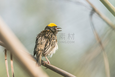织巢鸟,极乐鸟,ploceidae,水平画幅,无人,鸟类,北美歌雀,摄影