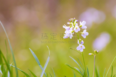 草甸碎米荠,草地,环境保护,草,围裙,春天,植物,背景,户外,杜鹃鸟