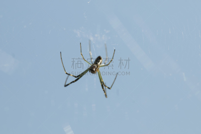 蜘蛛,水平画幅,蜘蛛网,腹腔,动物身体部位,黑色,断纹金蛛,腹部,黄色,摄影