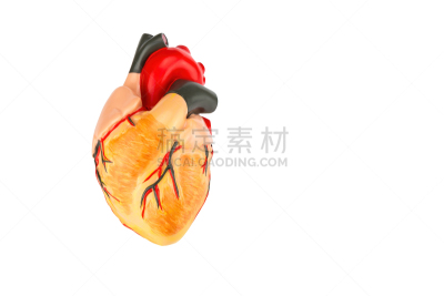 人类心脏,白色背景,模型,心脏搭桥手术,房室传导系统,心室,冠状动脉,动脉硬化,心脏手术,心房