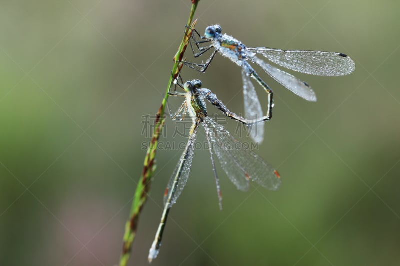 蜻蜓,水,窄翅蜻蛉,水平画幅,绿色,无人,蓝色,红色,荷兰,露水