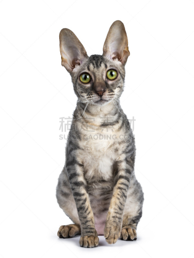 力克斯兔,小猫,蓝色,白色背景,斑纹猫,注视镜头,分离着色,康沃尔,姿态优美,坐