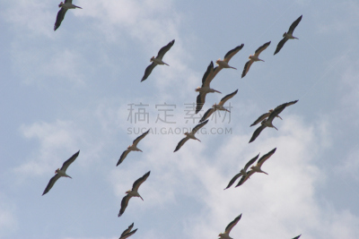 美洲白鹈鹕,鹈鹕,天空,野生动物,水平画幅,蓝色,鸟类,防水长靴,动物,白鹈鹕
