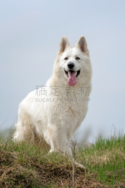 白色,德国牧羊犬,垂直画幅,牧羊犬,动物身体部位,夏天,草,哺乳纲,看,狗