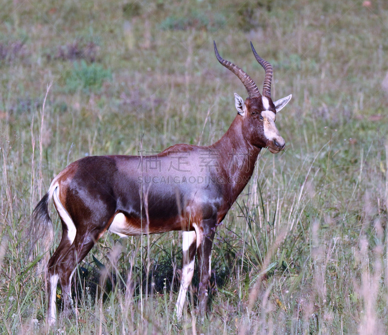 blesbok,水平画幅,无人,野生动物保护区,羚羊,自然美,摄影