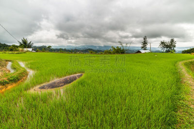 苏拉威西,田地,稻,托拉亚地区,野生米,塔纳托拉雅,特拉加,南苏拉威西省,水稻梯田,水