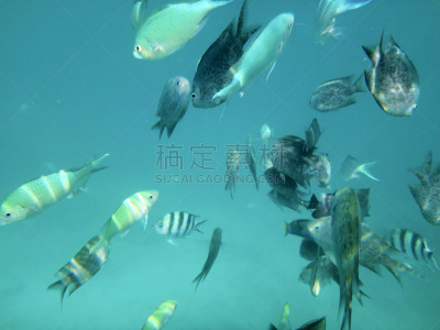 维拉港,瓦努阿图,海洋生命,海港,埃法特岛,水,度假胜地,水平画幅,沙子,海葵