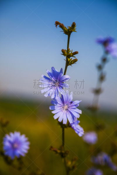 菊苣,草地,蓝色,垂直画幅,美,无人,皱叶莴苣,夏天,饮料,特写