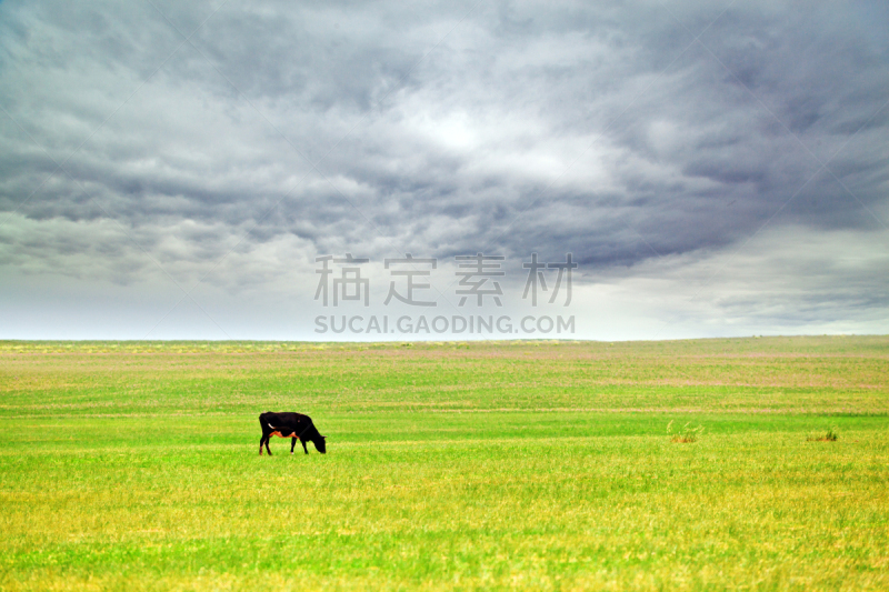 草原,母牛,平原,宽的,艾迪尔怀尔德,大平原,生态旅游,牧人,乳牛场,自然荒野区