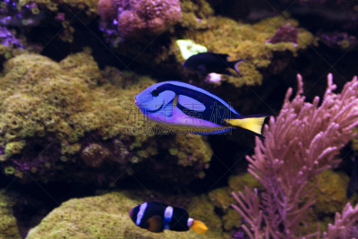 blue tang fish,宏伟,调色板,水平画幅,水肺潜水,水下,颊纹鼻鱼,动物鳍,礁石,鱼缸