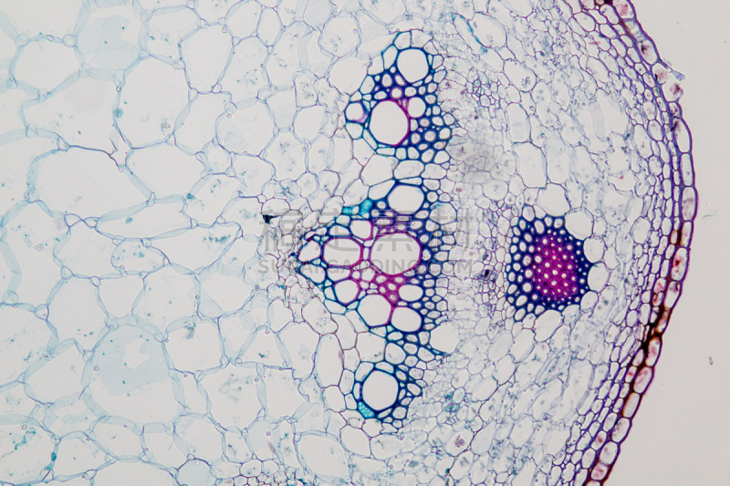 显微镜,在下面,横截面,植物茎,教室,脑部,水平画幅,木质部,无人,科学
