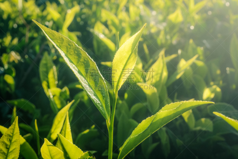 Fresh Tea leaves at morning sunlight