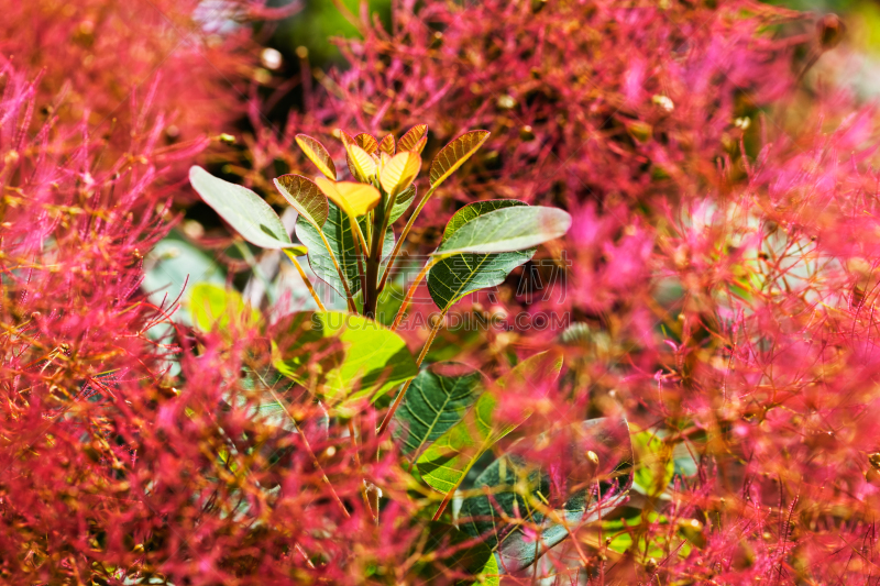 潘帕斯大草原,自然,水平画幅,地形,无人,夏天,户外,草,毛绒绒,植物