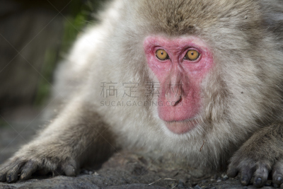 猴子,动物眼睛,游戏,山之内,地狱谷,狒狒,驯养动物,长野县,动物手,水平画幅