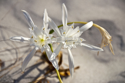 sea lily,白色,海滩,水平画幅,撒丁岛,无人,户外,花头,摄影,花