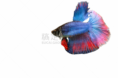 暹罗斗鱼,美,艺术,水平画幅,动物身体部位,泰国,人的眼睛,商业金融和工业,水族馆