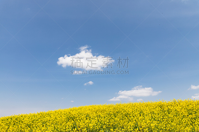 春天,地形,日本,自然,季节,清新,鲜花盛开,风景,云,图像