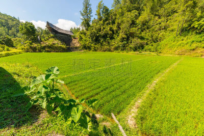 特拉加,新生活,托拉亚地区,印尼民居,塔纳托拉雅,南苏拉威西省,苏拉威西,原始主义,水稻梯田,天空