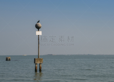 棕色鹈鹕,威尼斯礁湖,水,褐色,水平画幅,无人,鸟类,野外动物,户外,白色