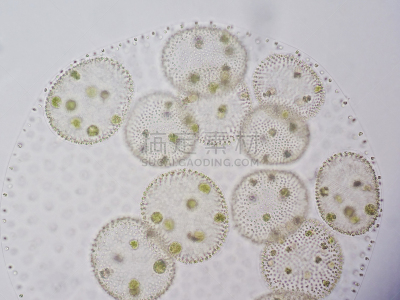 团藻,浮游植物,绿藻,浮游生物,叶绿体,除法,自然,水,水平画幅,微生物学