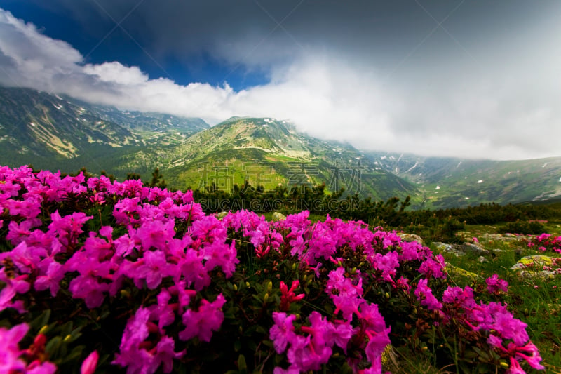 阿尔卑斯山脉,杜鹃花属,粉色,花头,风景,垂降,特兰西瓦尼亚,天空,公园,风