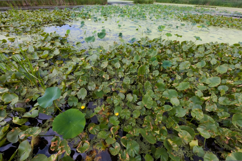 荷花,睡莲,池塘,慈姑,水生植物,慈姑属,水平画幅,绿色,无人,夏天