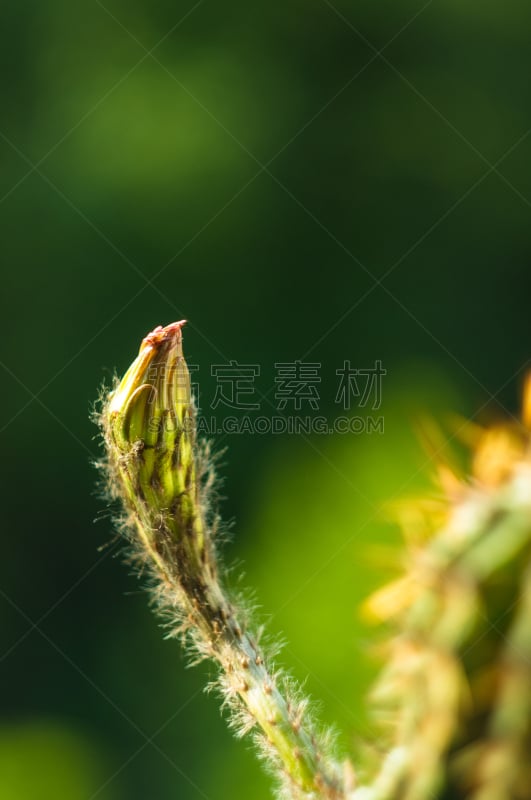 仙人掌,特写,选择对焦,桶仙人掌,阿根廷,沙漠,植物,雌蕊,装管,耙