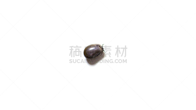 蜱,安氏革蜱,脑炎,吸血动物,寄生的,水平画幅,无人,正上方视角,白色背景,蜘蛛纲