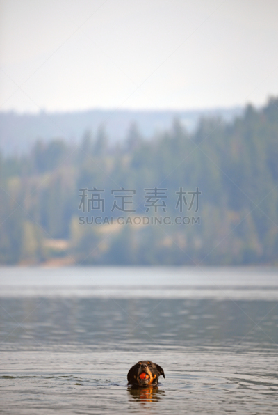 湖,寻回（动物习性）,罗威纳犬,进行中,垂直画幅,球,晒黑,水,美,沙子