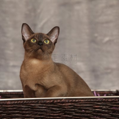缅甸猫,银色,毯子,前面,自然美,美,褐色,哺乳纲,白色,猫