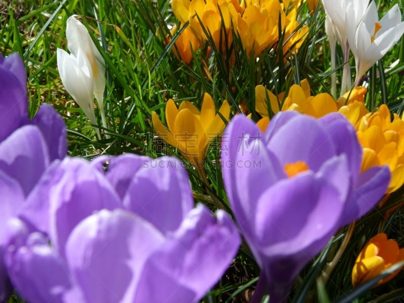 Polfilter, Frühblüher, Wiesenblume, Gartenblume,