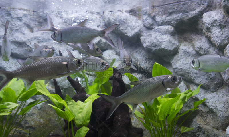 大海鲢,鱼类,indopacific ocean,生物学,淡水,清新,环境,野生动物,泰国,大西洋