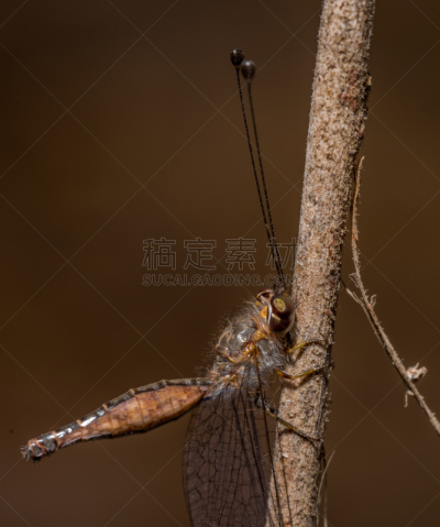 枭蝇,山,马哈拉施特拉邦,自然,垂直画幅,野生动物,两翼昆虫,无人,大特写,摄影