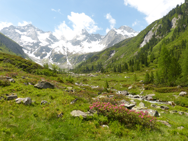 杜鹃花属,山,小溪,冰河,背景,奥斯提若,stajerska,福拉尔贝格州,齐勒谷,施蒂利亚