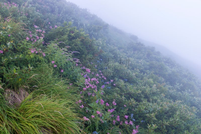 自然,daisen,山,小路,活力,纯净,运动,山口,色彩鲜艳,本州岛中国地区