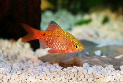 淡水,细毛纤维,水族馆,鱼类,鸡尾酒,水,络腮胡子,动物嘴,水平画幅,动物鳍