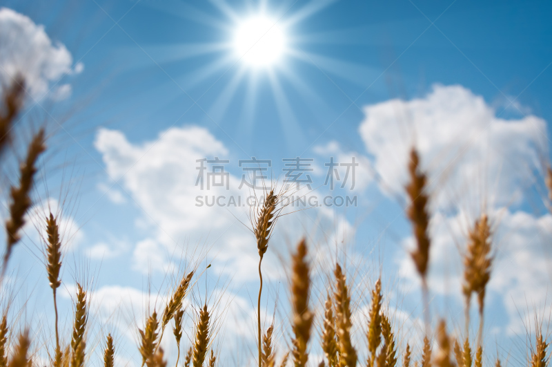 天空,蓝色,黑麦镇,背景,茎,自然,水平画幅,地形,夏天,户外