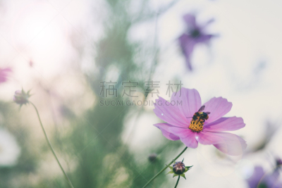 草地,白色,白昼,粉色,母亲节,大波斯菊,田地,背景,夏天,日光
