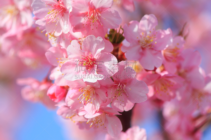 日本,川津,神奈川县,樱之花,半岛,自然,美,旅游目的地,水平画幅,地形