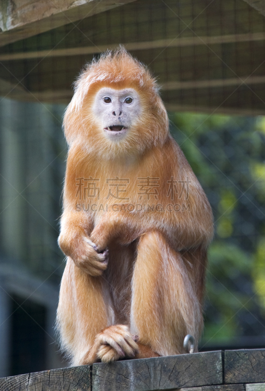 金狮绢毛猴,垂直画幅,褐色,彩色图片,猴子,树栖动物,白昼,摄影,坐,栖息