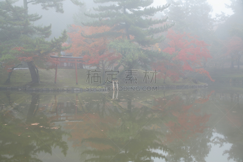 mirror pond,长春花属,自然,水平画幅,秋天,无人,日本,早晨,东大寺,植物