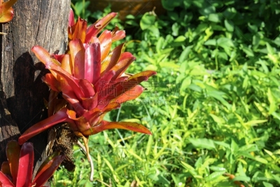 干的,植物群,穿衣服,当地著名景点,巴西,虫头,开花时间间隔,中苏格兰,树,分享