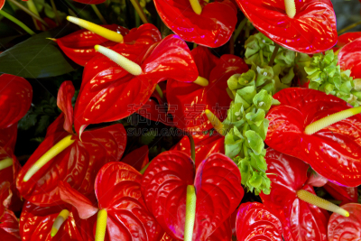 红色,花烛属,自然,水平画幅,雄蕊,无人,夏天,特写,开花时间间隔,植物