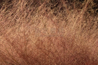 草,韩国,粉色,天空,美,eel grass,水平画幅,无人,户外,芦苇