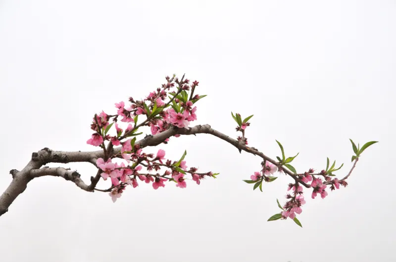 桃树 枝 春天 白色背景 无人 花朵 季节 花瓣 花 摄影图片素材下载 稿定素材