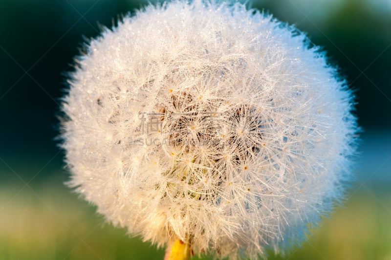 蒲公英,户外,特写,阳光光束,早晨,蒲公英种子,灯丝,孢子,风,枝繁叶茂