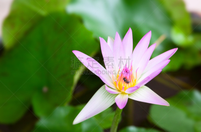 自然美,自然,水平画幅,绿色,蜜蜂,睡莲,无人,色彩鲜艳,夏天,仅一朵花