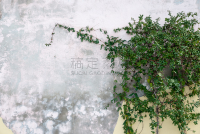 忍冬,绿色,墙,古老的,枝,箭木,美,灰色,水平画幅,无人
